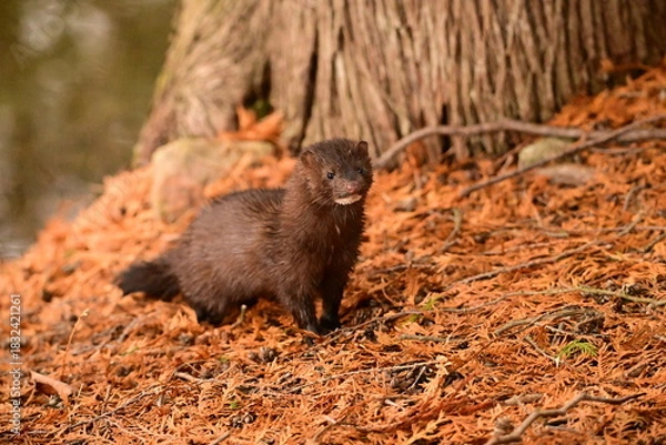 Fototapeta A wild Mink exploring a cedar forest along the shoreline