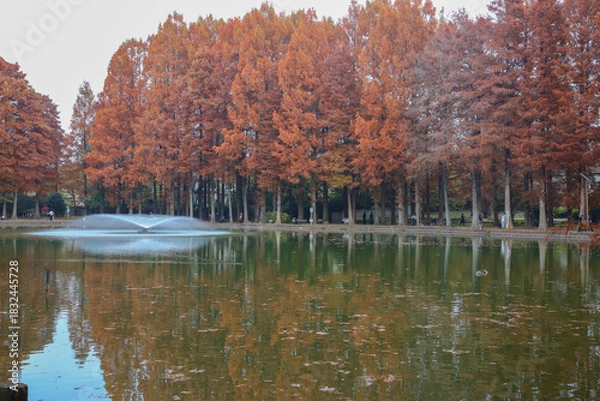 Fototapeta メタセコイアと池と噴水