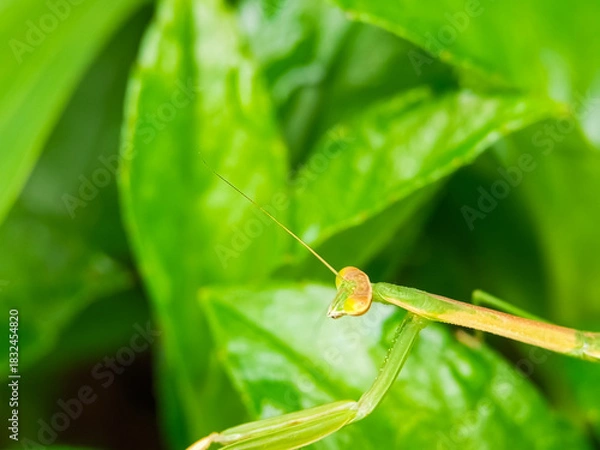 Obraz Close-up of slender praying mantis on green foliage