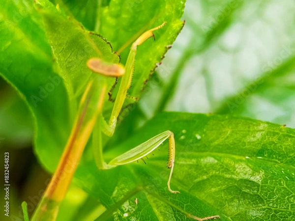 Obraz Close-up of slender praying mantis on green foliage