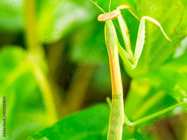 Obraz Close-up of slender praying mantis on green foliage