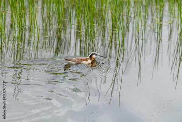 Fototapeta Wild Wilson's Phalaropes in the water, chasing bugs and searching for food.