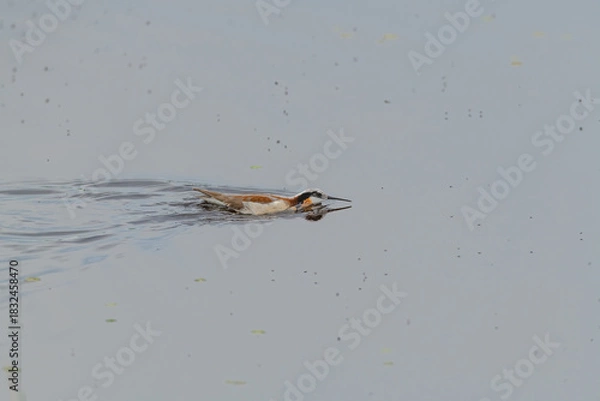 Fototapeta Wild Wilson's Phalaropes in the water, chasing bugs and searching for food.