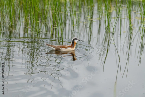 Fototapeta Wild Wilson's Phalaropes in the water, chasing bugs and searching for food.