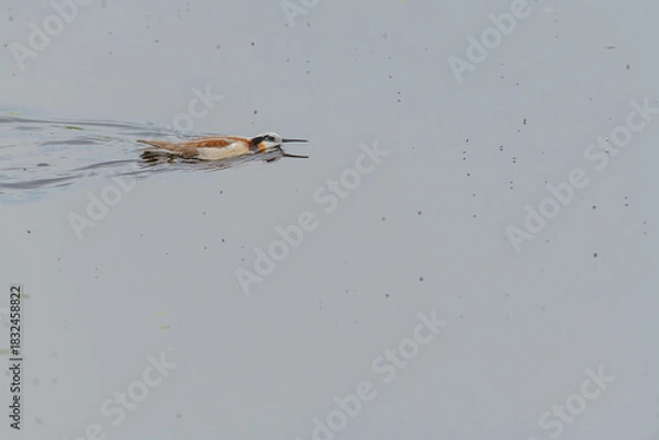 Fototapeta Wild Wilson's Phalaropes in the water, chasing bugs and searching for food.