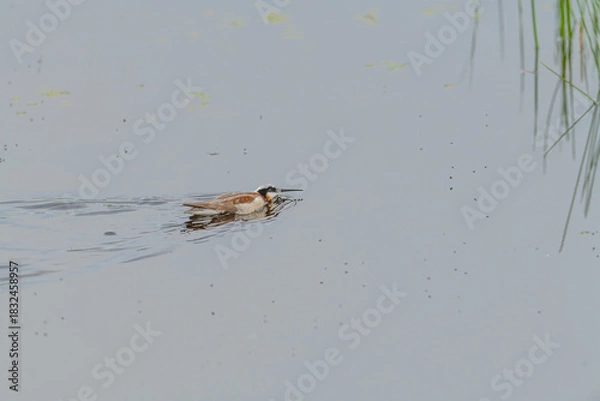 Fototapeta Wild Wilson's Phalaropes in the water, chasing bugs and searching for food.