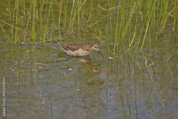 Fototapeta Wild Wilson's Phalaropes in the water, chasing bugs and searching for food.