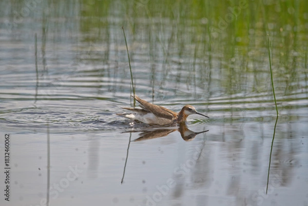 Fototapeta Wild Wilson's Phalaropes in the water, chasing bugs and searching for food.