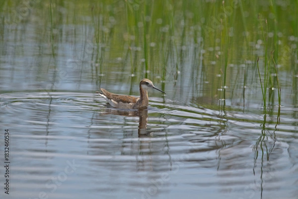 Fototapeta Wild Wilson's Phalaropes in the water, chasing bugs and searching for food.