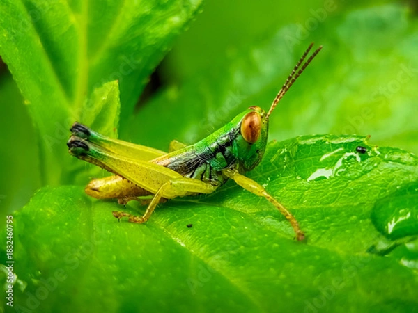 Obraz Juvenile green grasshopper on wet sunlit leaf