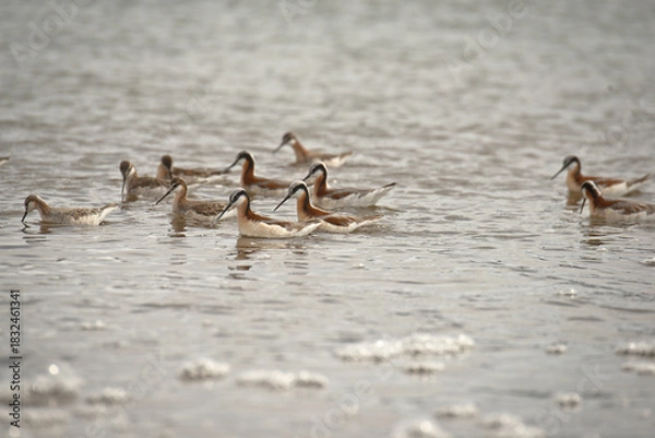 Fototapeta Wild Wilson's Phalaropes in the water, chasing bugs and searching for food.