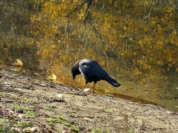 Obraz crow on the ground