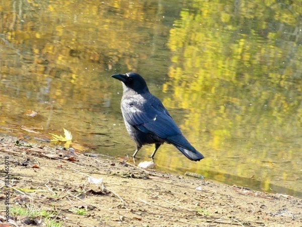 Obraz crow on the ground