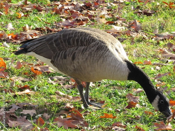 Obraz canada goose on the grass 