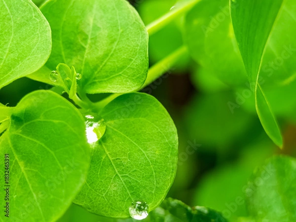 Obraz Fresh green leaves macro with crystal clear water droplets