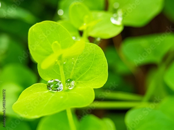 Obraz Fresh green leaves macro with crystal clear water droplets