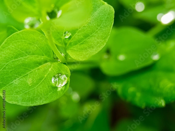 Obraz Fresh green leaves macro with crystal clear water droplets