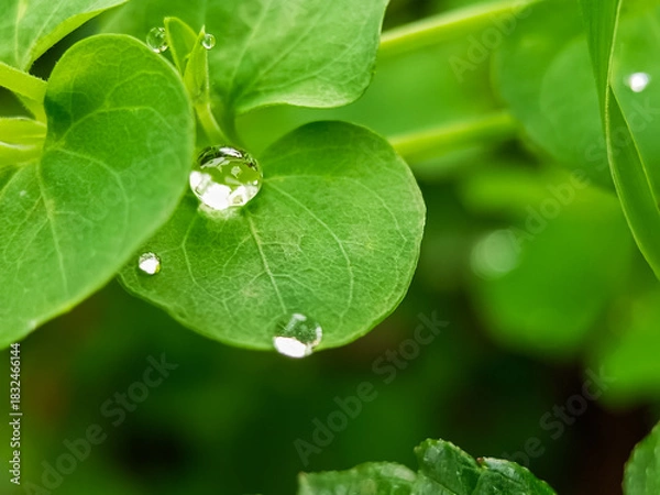 Obraz Fresh green leaves macro with crystal clear water droplets
