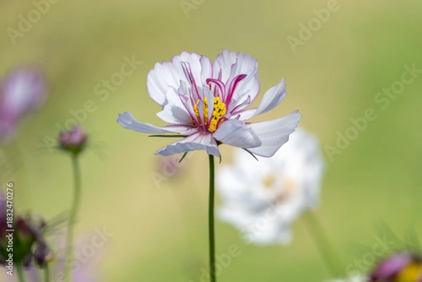 Fototapeta コスモス　秋桜　花　秋　自然　季節