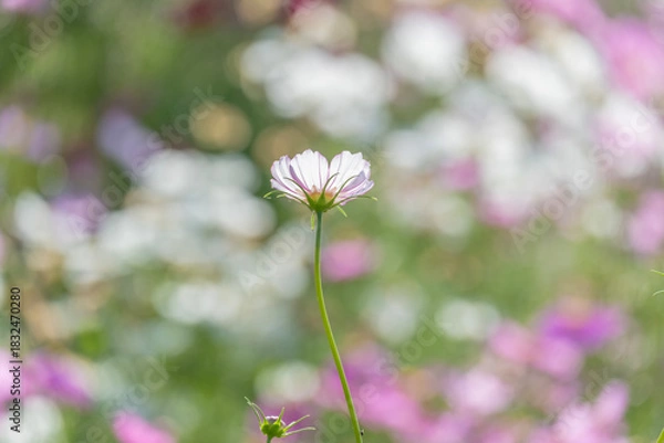 Fototapeta コスモス　秋桜　花　秋　自然　季節