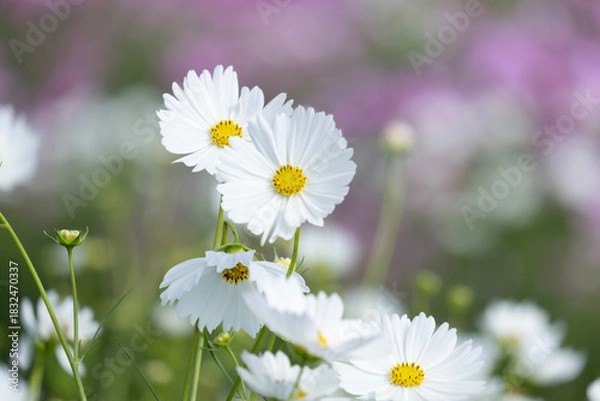 Fototapeta コスモス　秋桜　花　秋　自然　季節