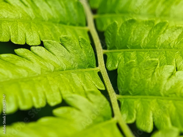 Obraz Close-up macro of bright green fern leaves