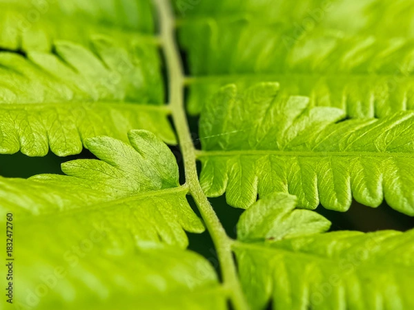 Obraz Close-up macro of bright green fern leaves
