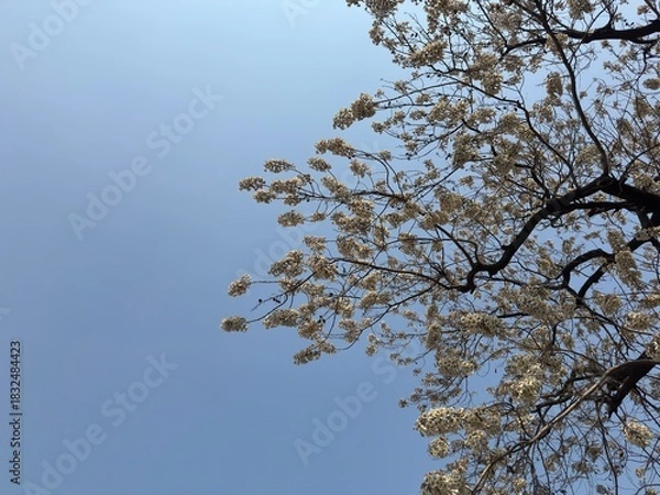 Obraz tree branches against blue sky