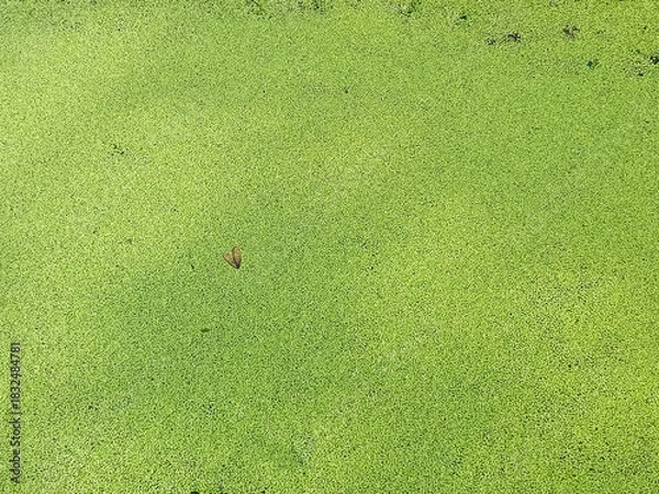 Obraz Flat lay aerial view of bright green duckweed pond