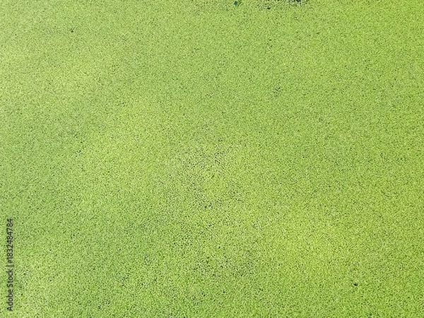 Obraz Flat lay aerial view of bright green duckweed pond