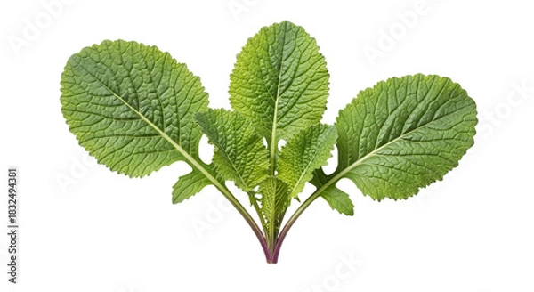 Fototapeta Fresh vibrant green mustard greens with broad, textured leaves and a subtle purple stem, perfect for healthy cuisine, isolated on transparent background