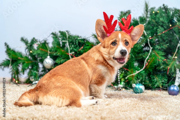 Obraz A cute corgi wearing festive red antlers sits joyfully on the carpet in front of a christmas tree adorned with ornaments and lights. perfect for holiday-themed designs.