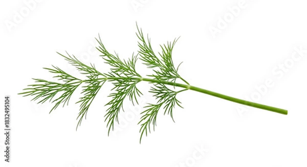 Fototapeta A fresh green dill sprig with delicate feathery leaves, a popular culinary herb for seasoning and garnish, isolated on transparent background