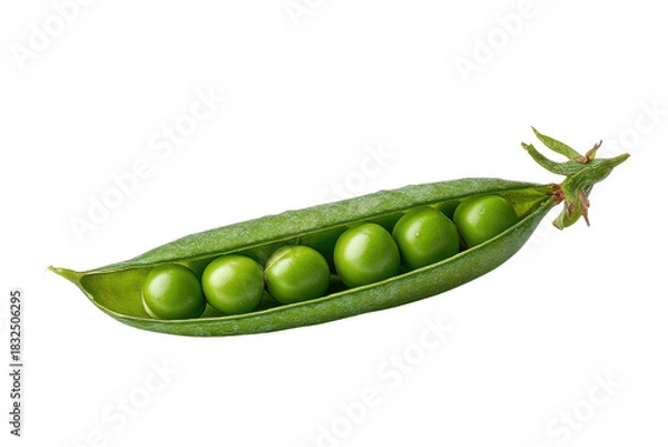 Fototapeta Single green pea pod with six round peas inside on black background vegetable