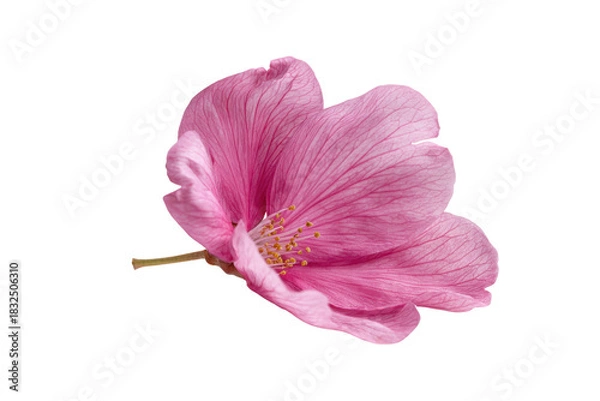 Fototapeta Single pink hibiscus flower with delicate veins on black background bloom blossom