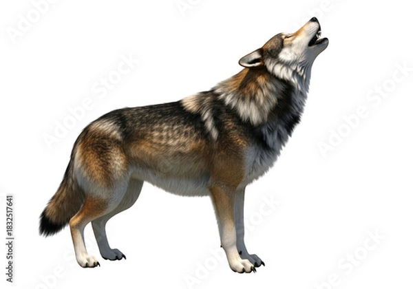 Fototapeta Wolf howling isolated on black background, side view, wild canine mammal. isolated on transparent background