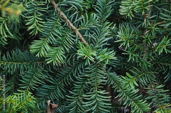 Obraz Branches of Canada or Canadian yew (Taxus canadensis) 