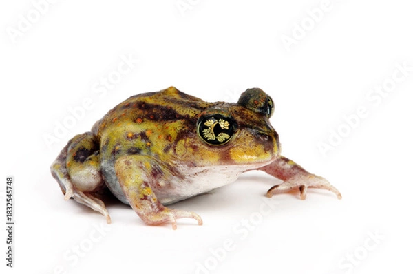 Obraz Couch's spadefoot toad // Südlicher Schaufelfuß (Scaphiopus couchii) 