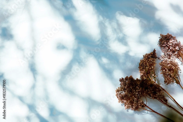 Obraz Hydrangea Dried Flowers with Sunlight, Shadows, and Minimal Background