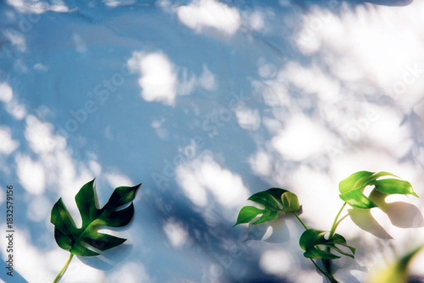 Obraz Soft Morning Light with Monstera Shadows
