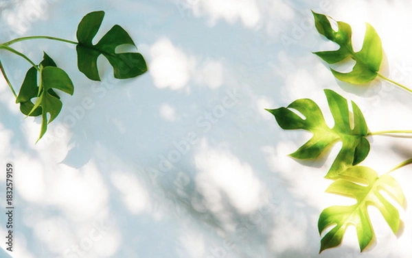 Obraz Soft Morning Light with Monstera Shadows