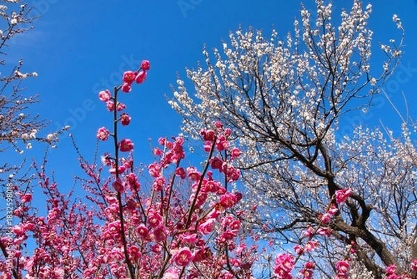 Fototapeta 紅白の梅が美しく咲き誇る梅園　青空背景
