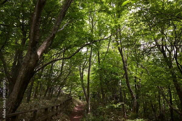 Obraz 和泉葛城山ブナ林