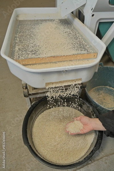 Obraz rice sorting through mesh container into basin, cleaning stage in small-scale processing