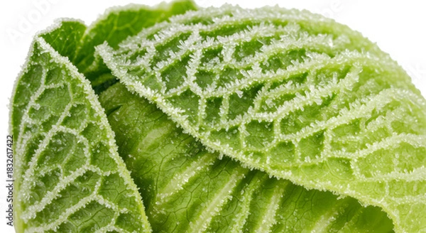 Obraz Frozen Leaf Edges: Intricate Ice Crystals on Green Leaf Veins, Macro Detail