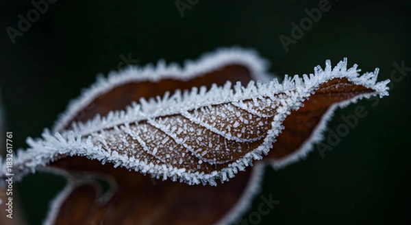 Obraz Frozen Leaf Edges: Intricate Ice Crystals on Autumn Foliage Against Dark Backdrop