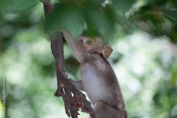 Obraz 可愛いサル
