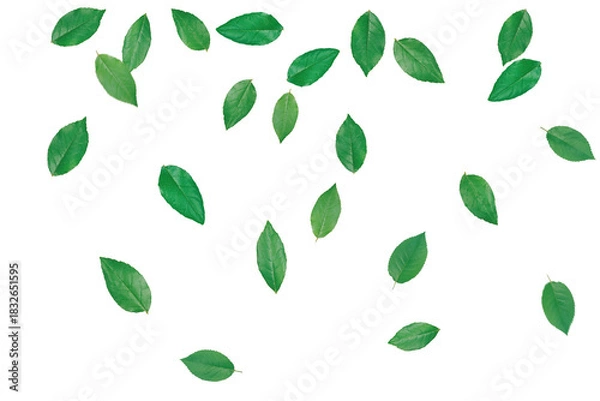 Fototapeta Green Leaves Overlays – Natural Foliage Transparent Overlay Effects