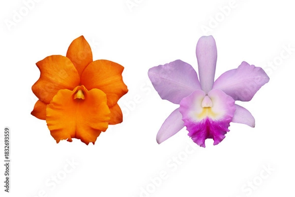 Fototapeta Close-up of a beautiful purple and orange Cattleya orchid in Thailand isolated on a transparent background png file.