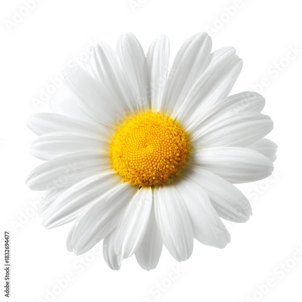 Fototapeta daisy flower on white background